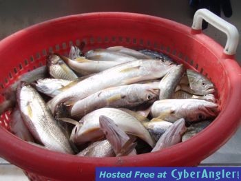 basket_of_trout