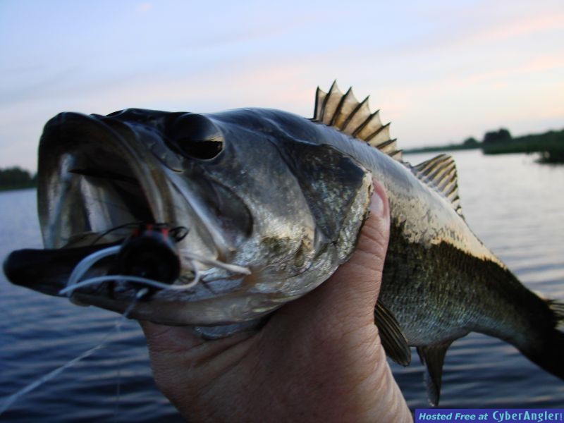 Lake Manatee largemouth