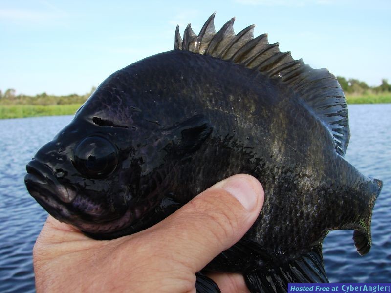 Hand-sized bluegill