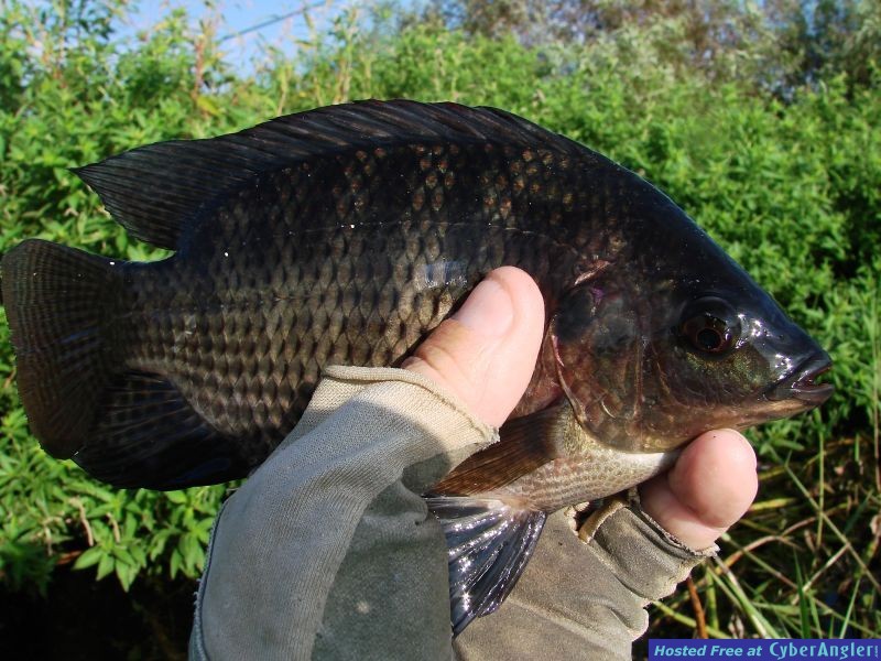Lake Manatee