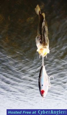 Click to Enlarge Photo