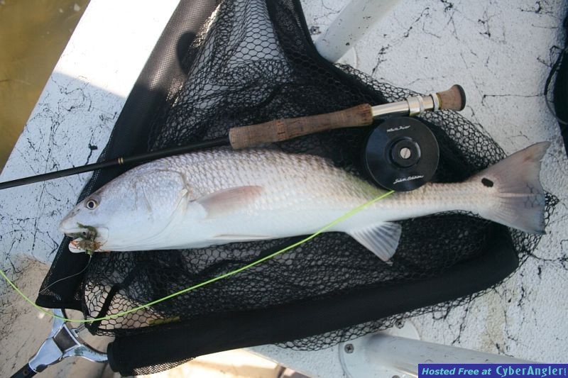 Fly Fishing Big Bend Florida Redfish