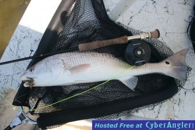 Fly Fishing Big Bend Florida Redfish