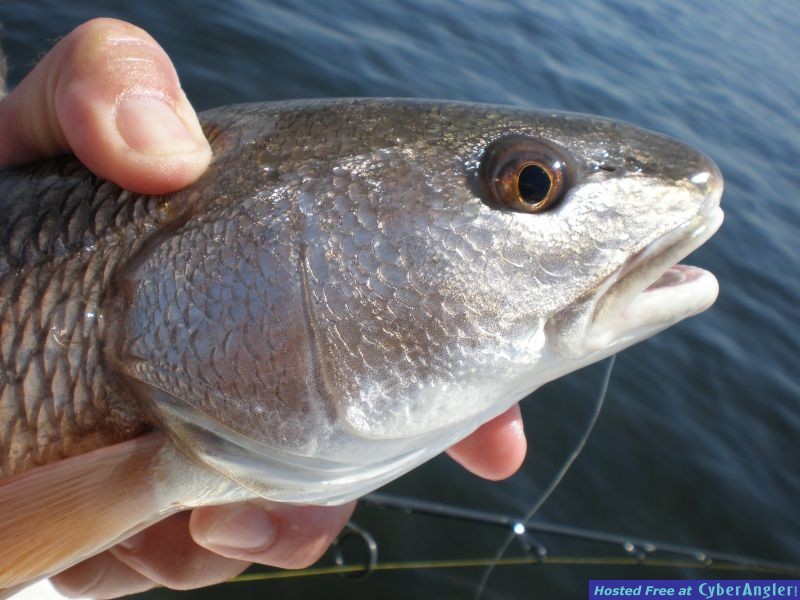 Punta Gorda Smorgasbord