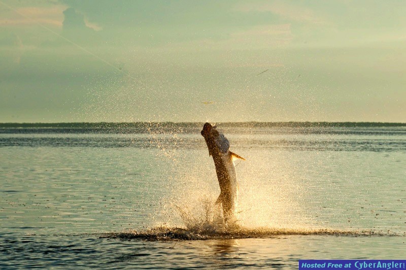 Tarpon_2M