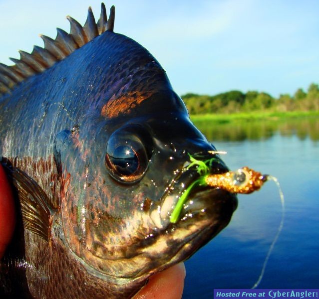 Southern Drawl Kayak Fishing