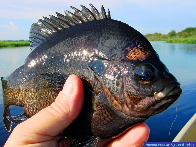 Southern Drawl Kayak Fishing