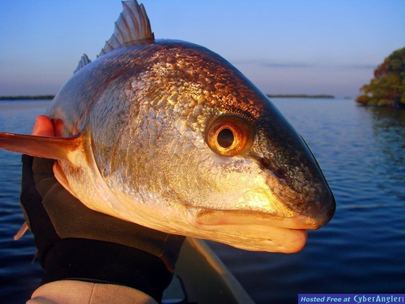 Southern Drawl Kayak Fishing