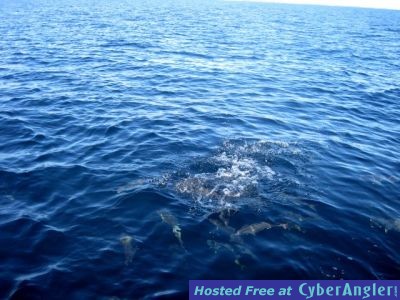 Click to Enlarge Photo