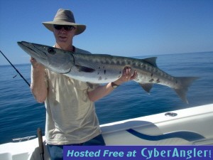 barracuda, 50+ inches