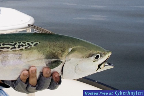 fall-fly-fishing-little-tun