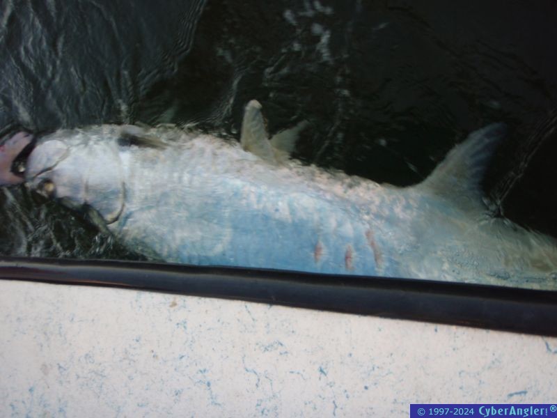 TARPON ON!