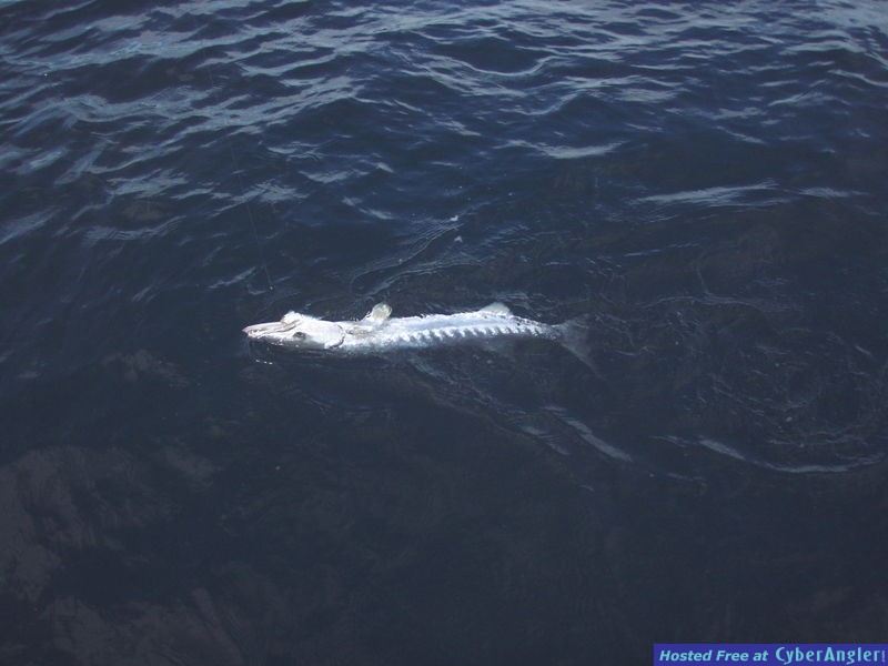 Craigs_Barracuda
