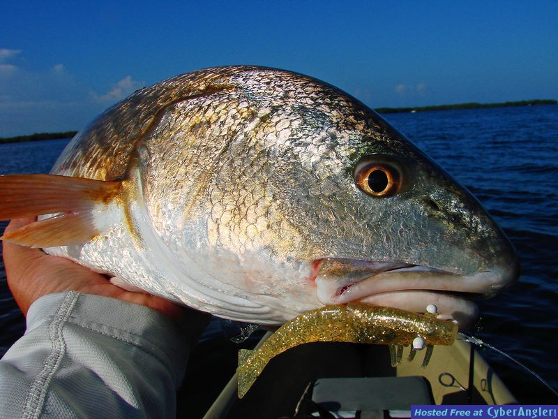 Bishop Harbor redfish