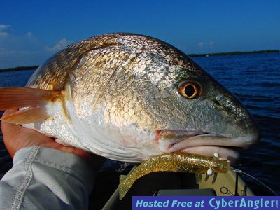Bishop Harbor redfish