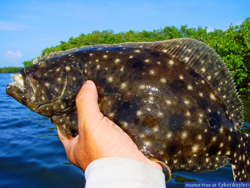 Fall flounder