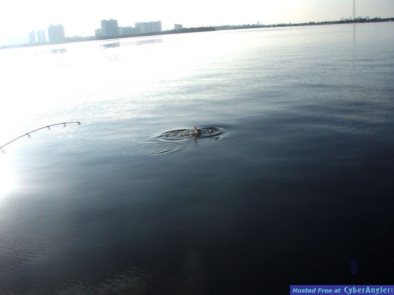 Pauls_tarpon