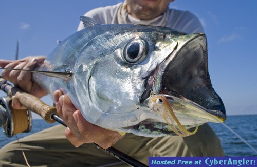 oct-_09-fly-bonito