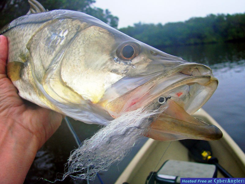 Bishop Harbor snook