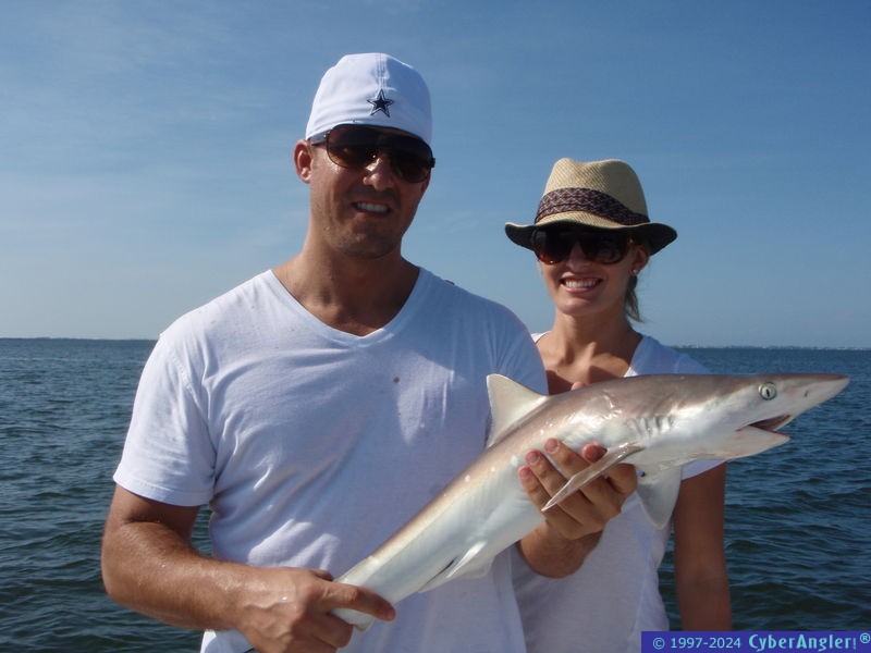 TAMPA BAY NON STOP SHARK ACTION!