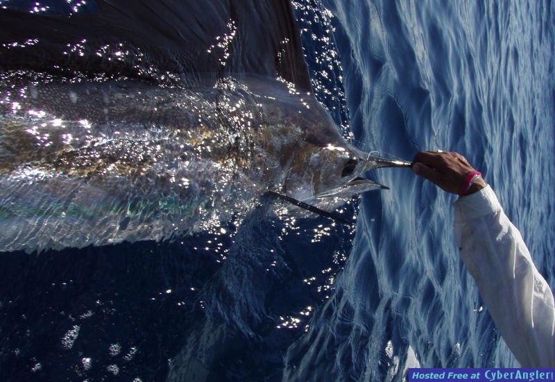 Jeromes_Sailfish