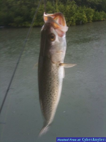 raintrout