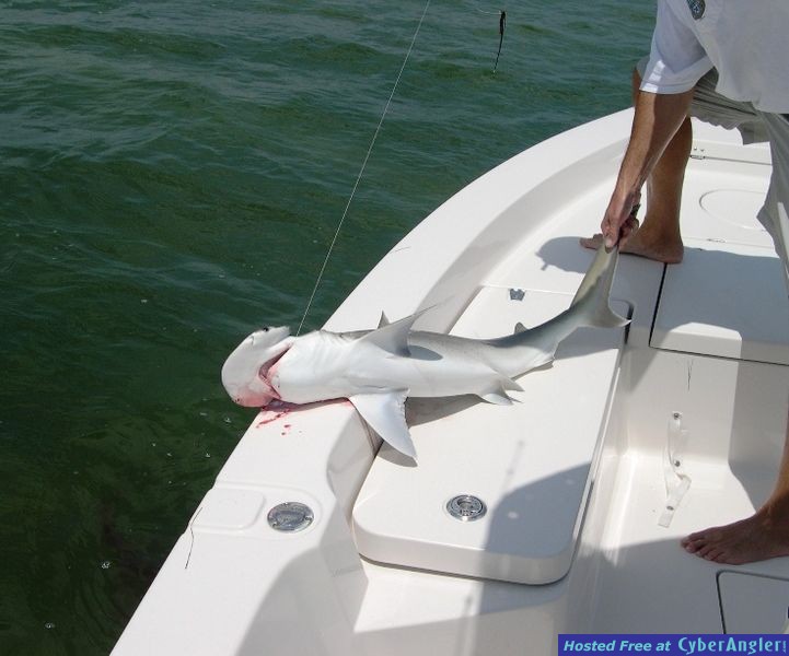 shark32