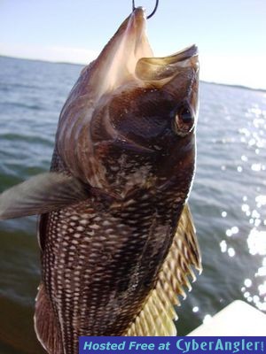 Click to Enlarge Photo