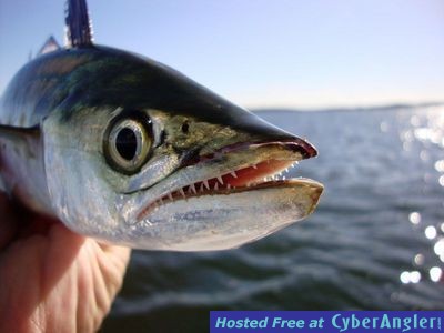 Click to Enlarge Photo