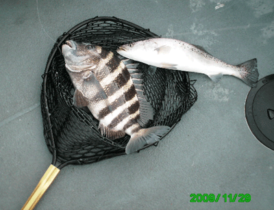 Click to Enlarge Photo