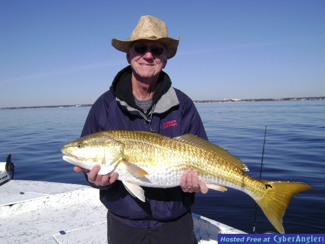 Fall Bull Red Fish Pensacola Florida