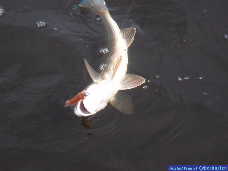 Picture_074