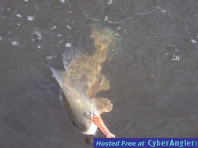 Click to Enlarge Photo