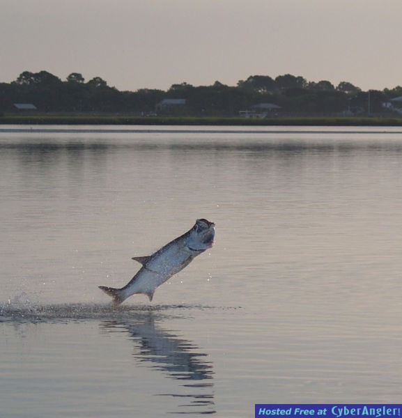 St. Augustine Tarpon