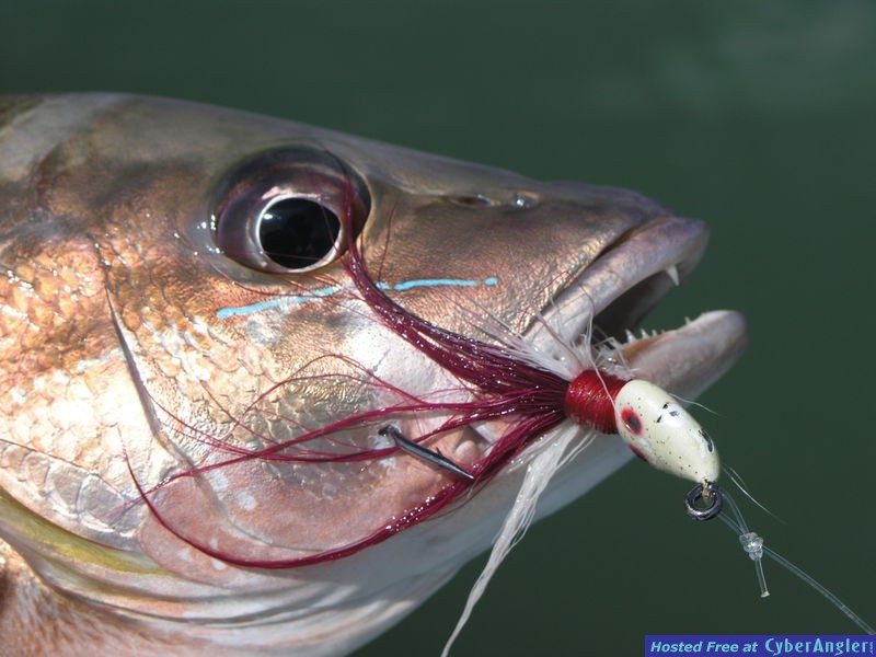 Belize Snapper