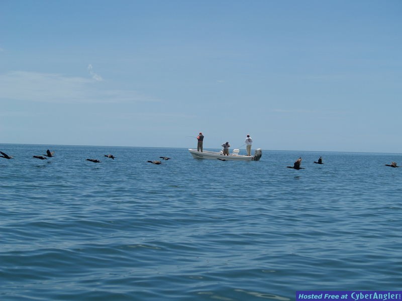 Campeche Cormorants