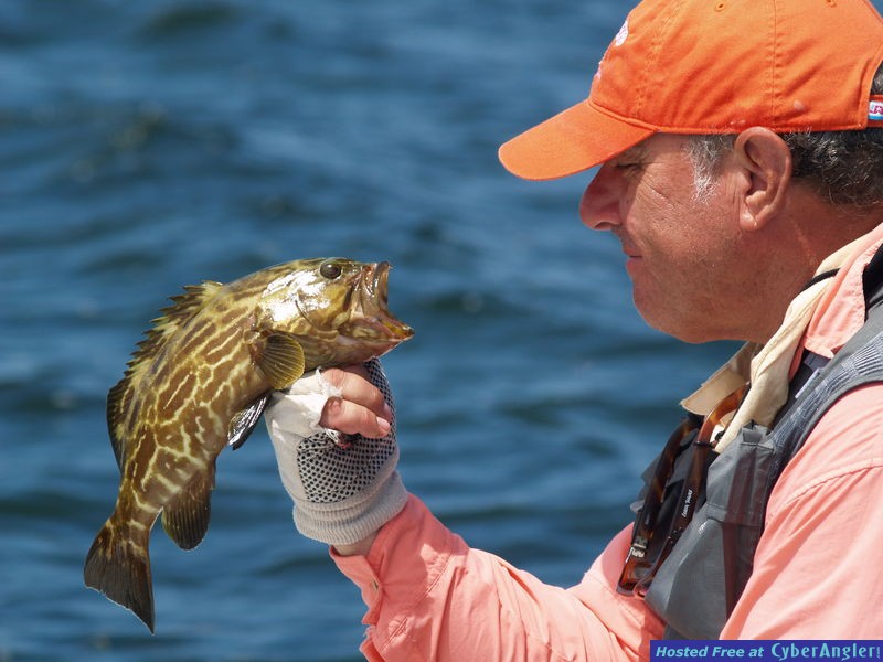 Campeche Gag Grouper