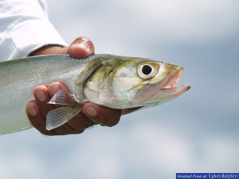 Campeche Ladyfish