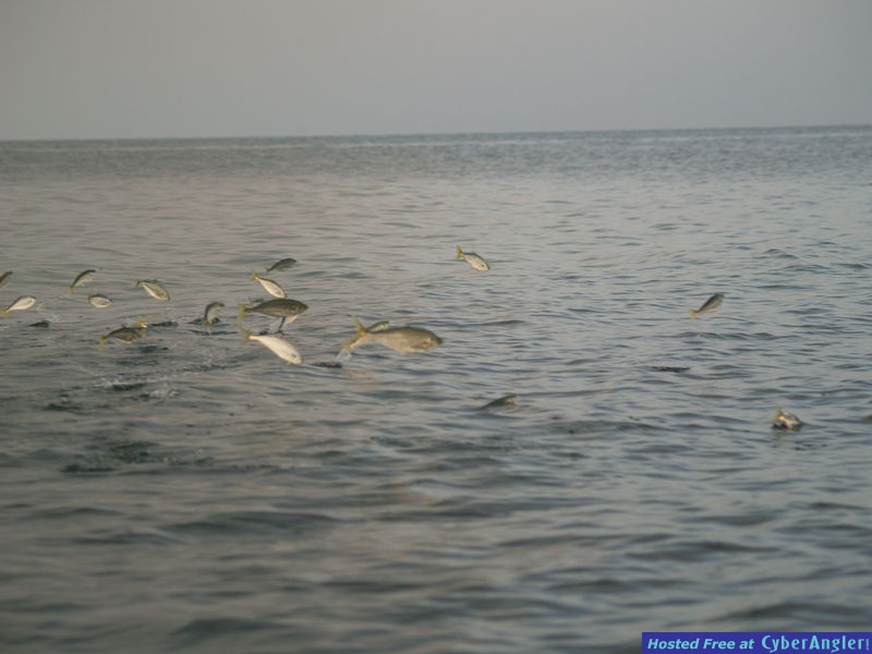 Campeche Skipjacks