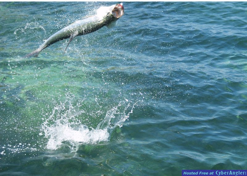 Campeche Tarpon