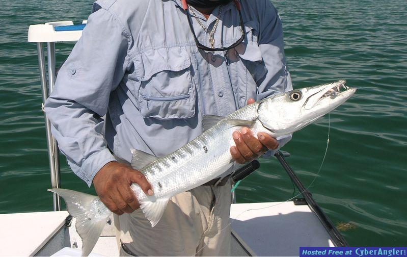Casa Blanca Barracuda