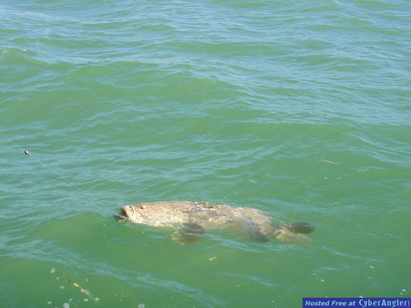 Harveys_50_pound_Goliath_Grouper