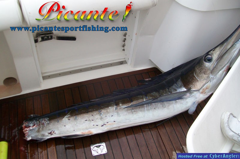 Marlin bited by a Mako Shark