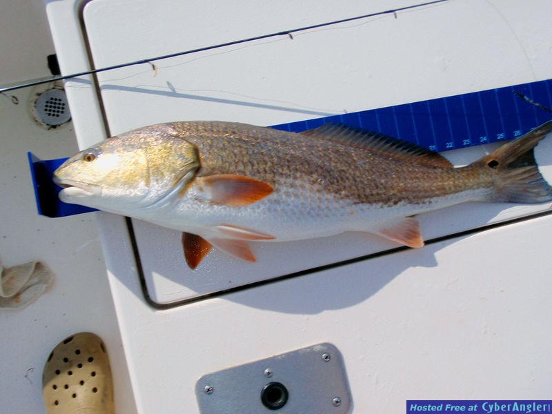 Pine Island Redfish