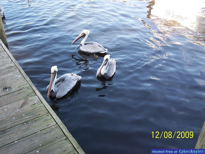 Walt_12-09-09008