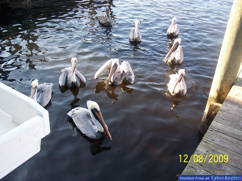Walt_12-09-09009