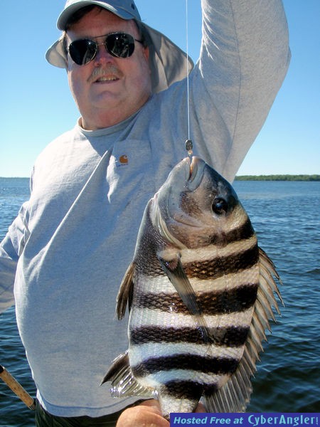 Southwest Florida sheepshead