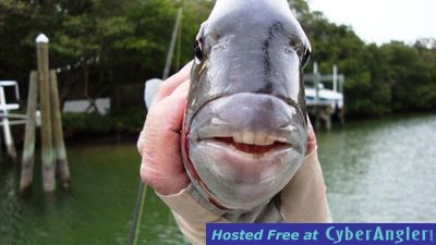 Click to Enlarge Photo