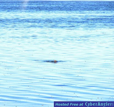 Click to Enlarge Photo