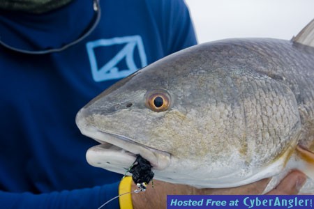 fly-redfish-up-close-2